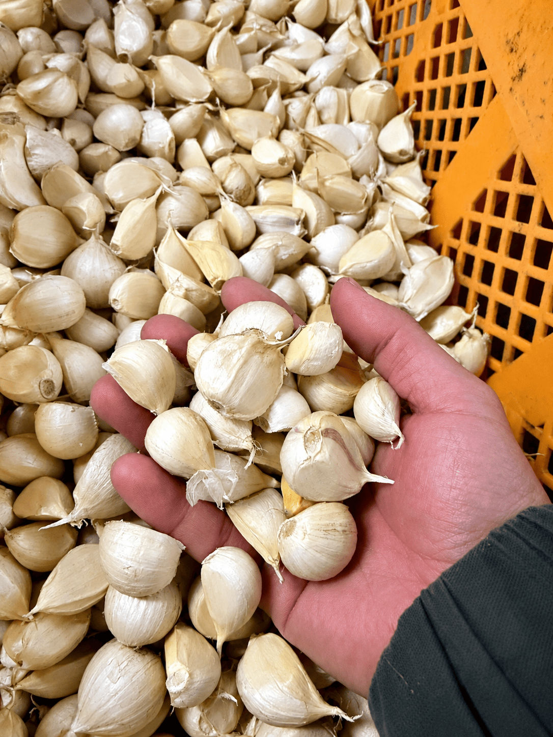 �ڥ˥����Ĥ��ʤ��۶ˤˤ�ˤ�500g��