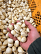 �ڥ˥����Ĥ��ʤ��۶ˤˤ�ˤ�500g��