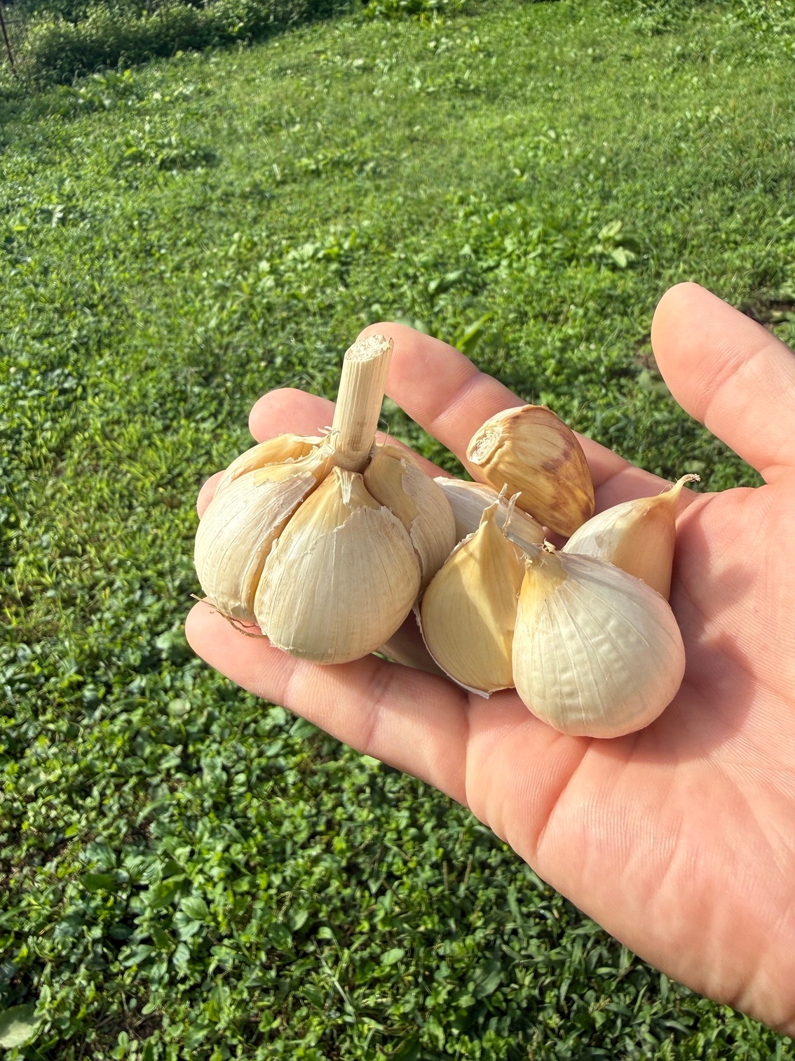 �������������ˤ��äפ�۾��ˤ�ˤ���800g