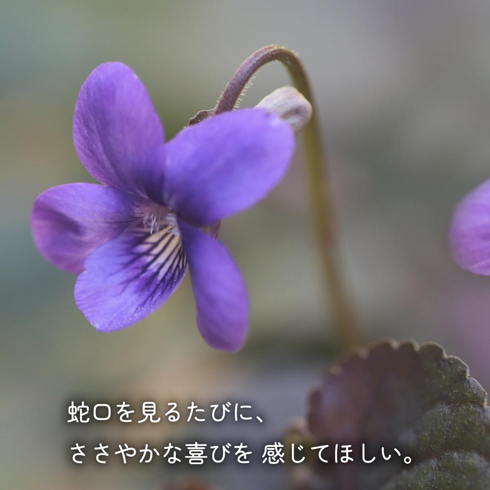 二口万能胴長水栓（スミレハンドル・メッキ） FBD16-SM 二口/三口水栓