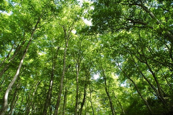 白神山水　350mlx24本