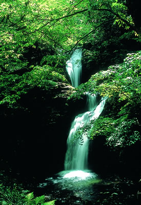 金城の華　1Lx12本 かなぎのはな