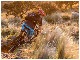 Henty Enduro Backpack (Black)