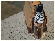 moshi Carta�ѥ��ץ���� Water Bottle Holder�ڥݥ����10�ܡ�