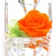 եȥե ץꥶ֥ɥե ϥҡ ǥ  Preserved Flower ץե ꥢߥ PZ822CO