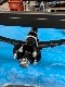 ͽա17ft饹ܡȥȥ졼顼BEE 580/16&#12316;17ftб