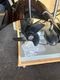 HAIBO M250/M150�ѤΥ֥饷�쥹�⡼�����ѡ�BEE�ѥ�ɡ��ࡦ9�����١����㤤����
