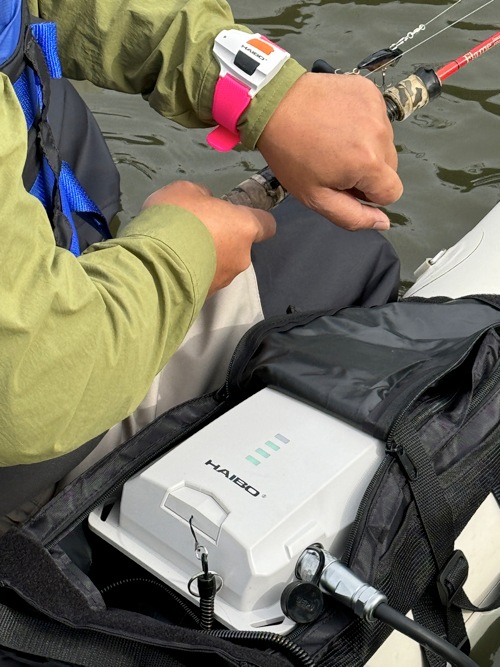 1����������٤롩��ˤΥ磻��쥹�⡼������� ��BEE ���ƥ륹�ե�������ST120��������Хåƥ꡼��ܡ�