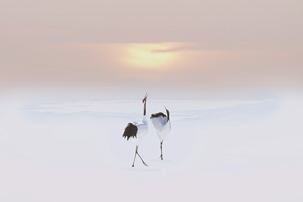 WEB�����ޥ� ���ꥸ�ʥ���ʳ������å� 03 �Ҳ��� ��wind of colors ���¤�̿���