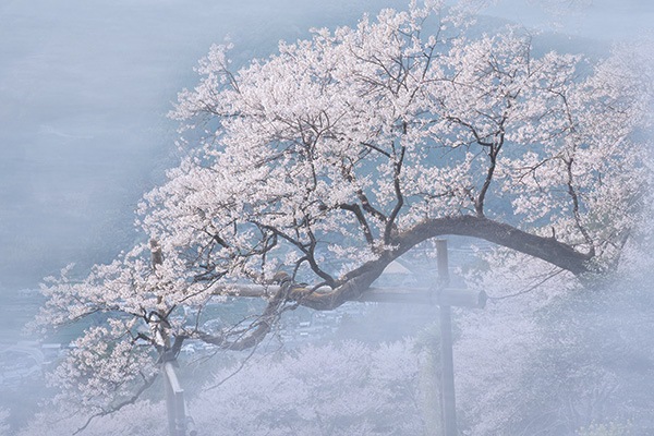 WEB�����ޥ� ���ꥸ�ʥ���ʳ������å� 03 �Ҳ��� ��wind of colors ���¤�̿���