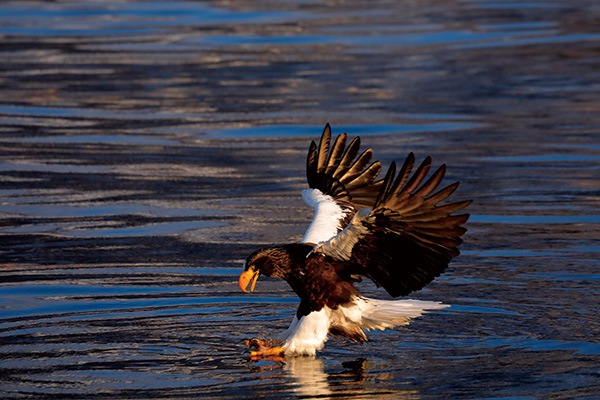 WEB�����ޥ� ���ꥸ�ʥ���ʳ������å� 06 ���ͳ� ������ɡ��ɹ����Ļ��