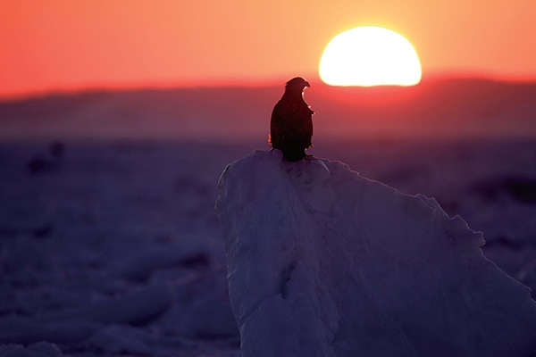 WEB�����ޥ� ���ꥸ�ʥ���ʳ������å� 06 ���ͳ� ������ɡ��ɹ����Ļ��