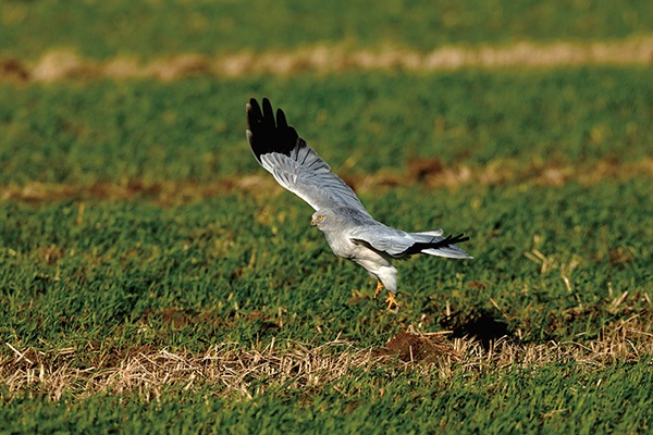 WEB�����ޥ� ���ꥸ�ʥ���ʳ������å� 06 ���ͳ� ������ɡ��ɹ����Ļ��