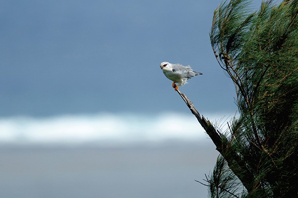 WEB�����ޥ� ���ꥸ�ʥ���ʳ������å� 06 ���ͳ� ������ɡ��ɹ����Ļ��