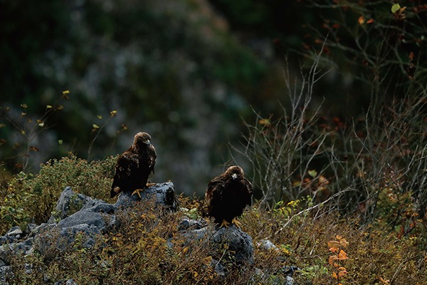 WEB�����ޥ� ���ꥸ�ʥ���ʳ������å� 06 ���ͳ� ������ɡ��ɹ����Ļ��