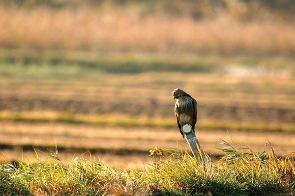 WEB�����ޥ� ���ꥸ�ʥ���ʳ������å� 06 ���ͳ� ������ɡ��ɹ����Ļ��