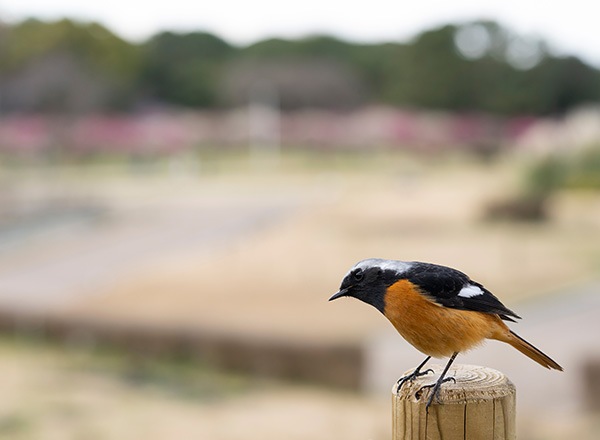 WEB�����ޥ� ���ꥸ�ʥ���ʳ������å� 07 ����˧ʸ �ֻ͵���Ļ���ʡ�