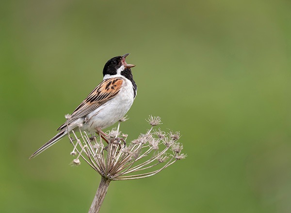 WEB�����ޥ� ���ꥸ�ʥ���ʳ������å� 07 ����˧ʸ �ֻ͵���Ļ���ʡ�