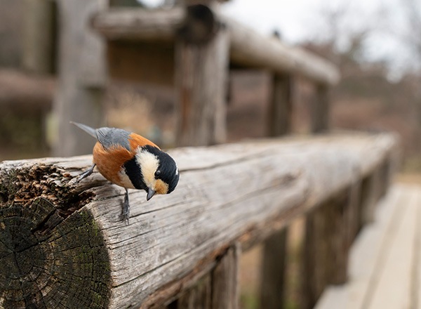 WEB�����ޥ� ���ꥸ�ʥ���ʳ������å� 07 ����˧ʸ �ֻ͵���Ļ���ʡ�