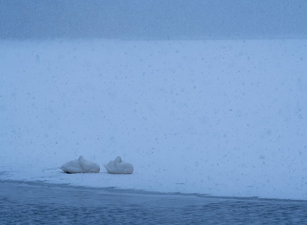 WEB�����ޥ� ���ꥸ�ʥ���ʳ������å� 07 ����˧ʸ �ֻ͵���Ļ���ʡ�