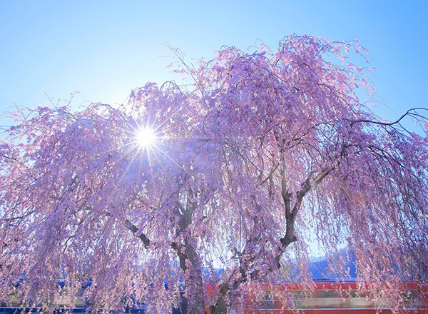 WEB�����ޥ� ���ꥸ�ʥ���ʳ������å� 09 �쥤��ޥ�ե��ȥ��ե��� �ַ������