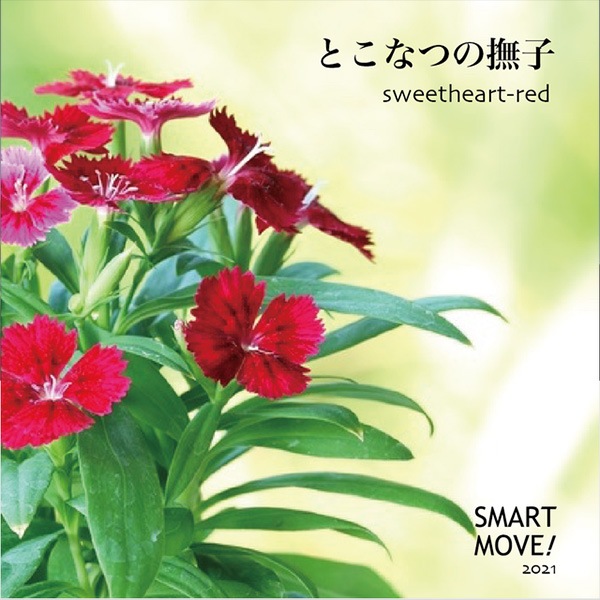 SMART MOVE  basic ���ޡ��ȥࡼ�� �١����å� �����󥯵���