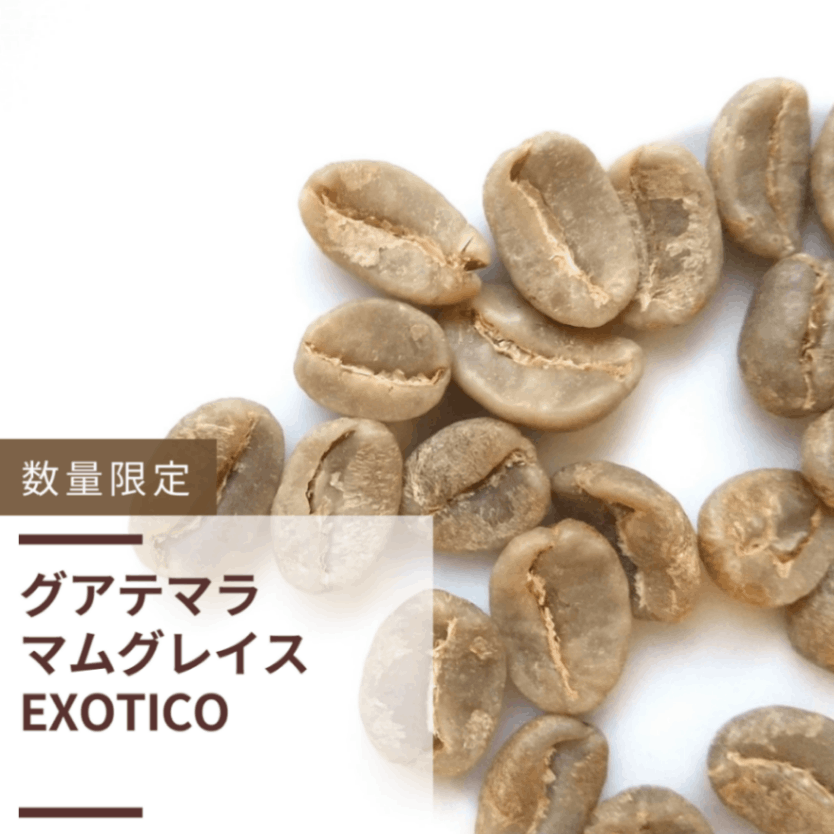 グアテマラ マムグレイス EXOTICO
