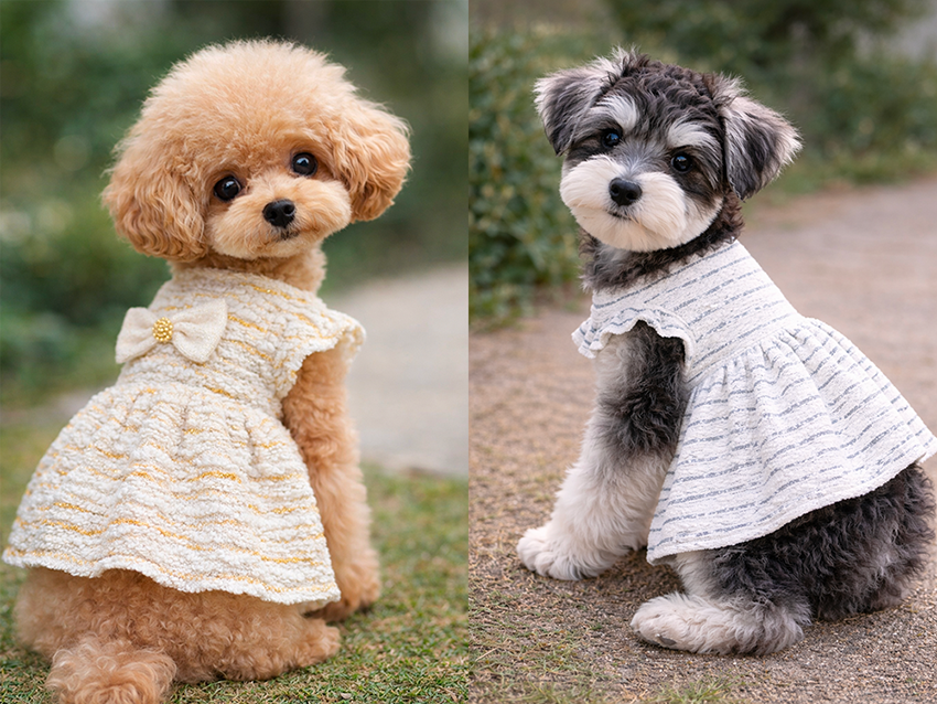 グラデーションスラブ インレイボーダー 犬服イメージ