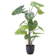 クワズイモ｜フェイクグリーン