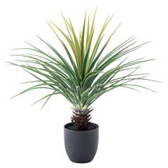 ミニパイナップル｜フェイクグリーン