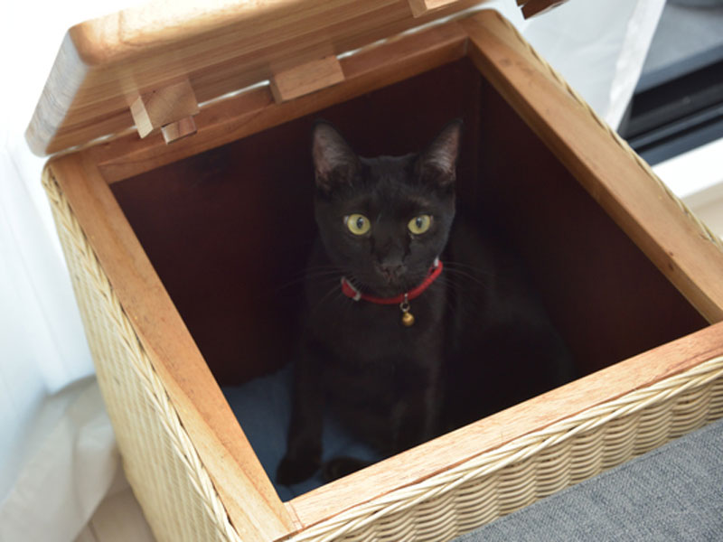 天然木とラタンのペットハウス｜スツールとして使えます