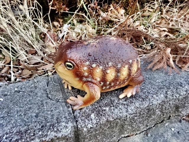 フクラガエル リアルフィギュア コンプリート 【公式通販】