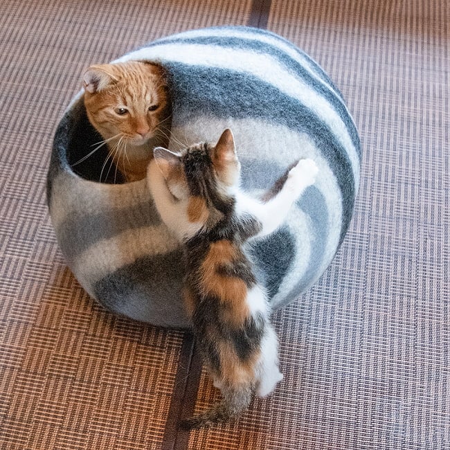 Nepal felt Cat Caves