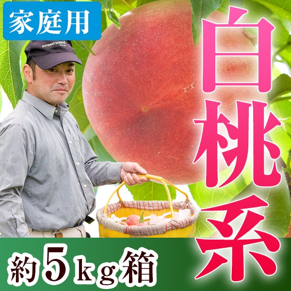 【家庭用】5kg箱 三枝農園の白桃お任せ便(7月中旬~8月上旬) 山梨の桃 美味しい桃 桃葡萄フルーツセレクト通販 【家庭用】5kg箱 三枝農園の白桃お任せ便(7月中旬~8月上旬) 山梨の桃 美味しい桃 桃葡萄フルーツセレクト通販