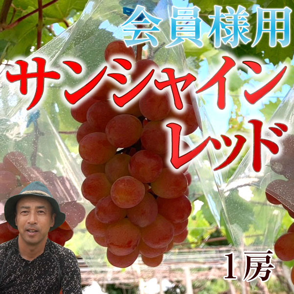 ⚠️クール便 サンシャインレッド大房一房 ⚠️クール便 葡萄