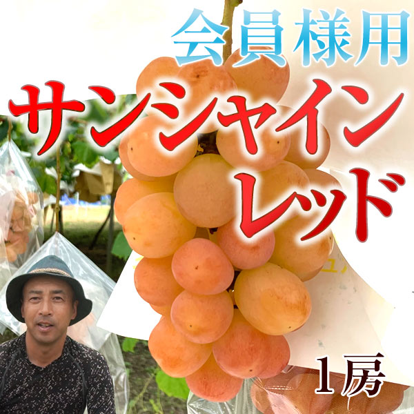 サンシャインレッド （甲斐ベリー7 ） 約400g以上 超希少品種 お1人様
