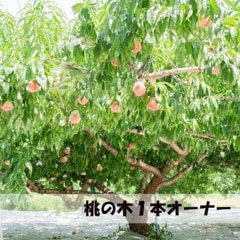 ڣܥʡٿ 2025ǯ١ںǯ٤μդϽλޤ