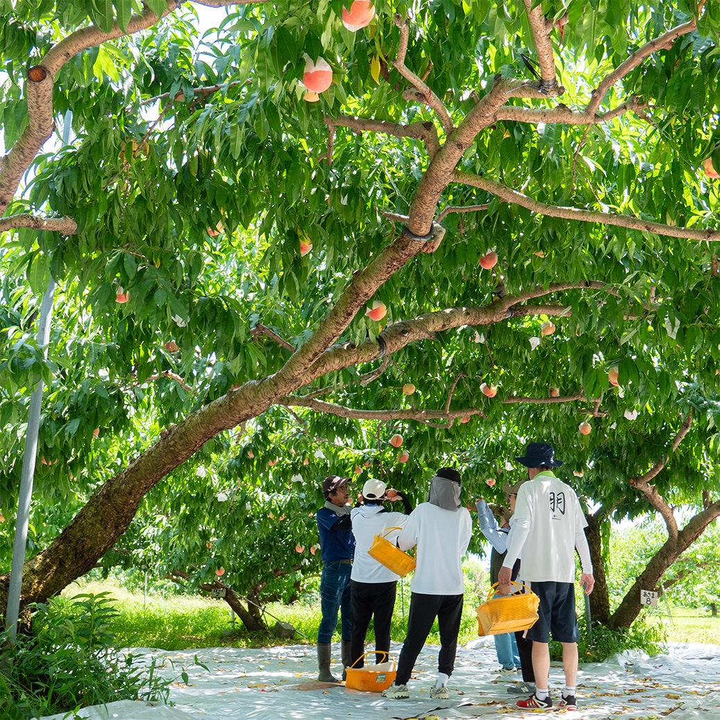 ڥʡٿ 2025ǯ١ںǯ٤μդϽλޤ