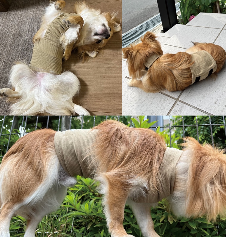 日本製 小型犬　ホルターネック腹巻　犬服　ずれない腹巻　散歩の泥除けに　エプロン　ドッグウェア　dogwear　（S.M.L）ペット服　猫服　伸縮 / 速乾 / 蒸れない / 背中開き　9714　肌に優しいおしゃれ　オシャレ　敏感肌