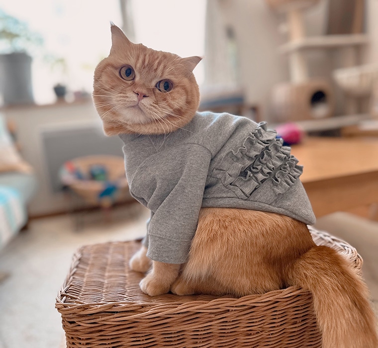 メローＴシャツ　犬服　春夏秋冬　ドッグウェア　dogwear　リンクコーデ　タンクトップ（S.M.L）　肌に優しいおしゃれ　オシャレ　敏感肌