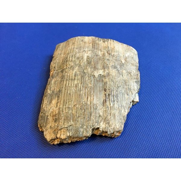 天然素材マンモス 骨製、鹿角？置物 61G4ZLQ3+-L.jpg_BO30,255,255,