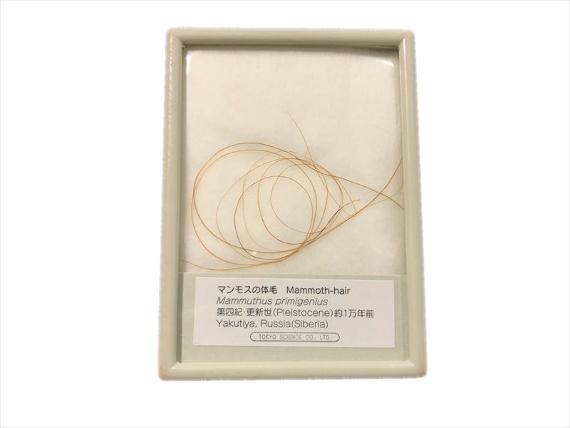 マンモス 体毛 毛 本物 実物 マンモスの毛 マンモス展 氷河時代 教材 1