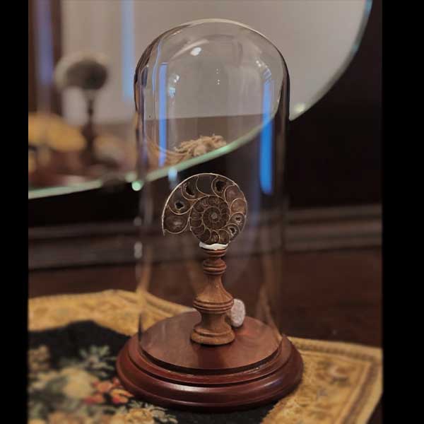 ウッド ガラスドームスタンドL