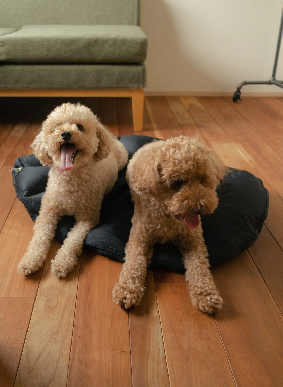 雑誌 GO OUT 掲載 NANGA(ナンガ)別注 Dog sleeping bag(ドッグ スリーピングバッグ)シュラフ 犬用 ペット用