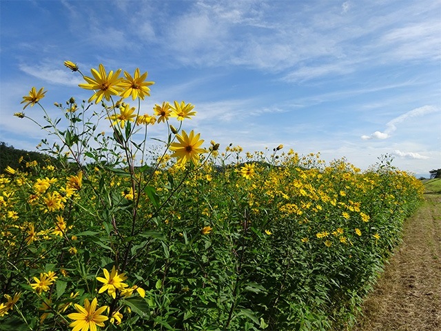 きくいもタブレット(粒) 50g(250mg×200粒)