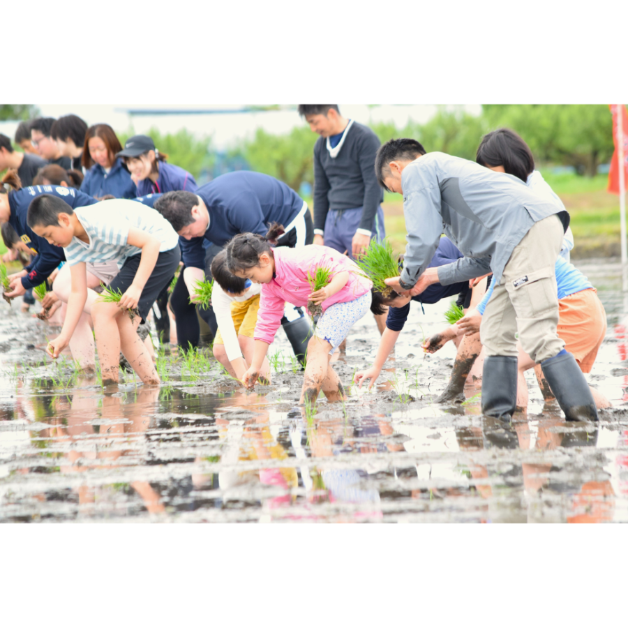 ヤマガタ アスリート ラボ米 5kg  ～スポーツの力で地域を元気に。食べて応援する「ヤマガタアスリートラボ米」～　
