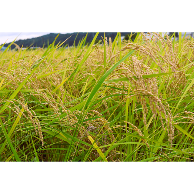 ヤマガタ アスリート ラボ米 5kg  ～スポーツの力で地域を元気に。食べて応援する「ヤマガタアスリートラボ米」～　