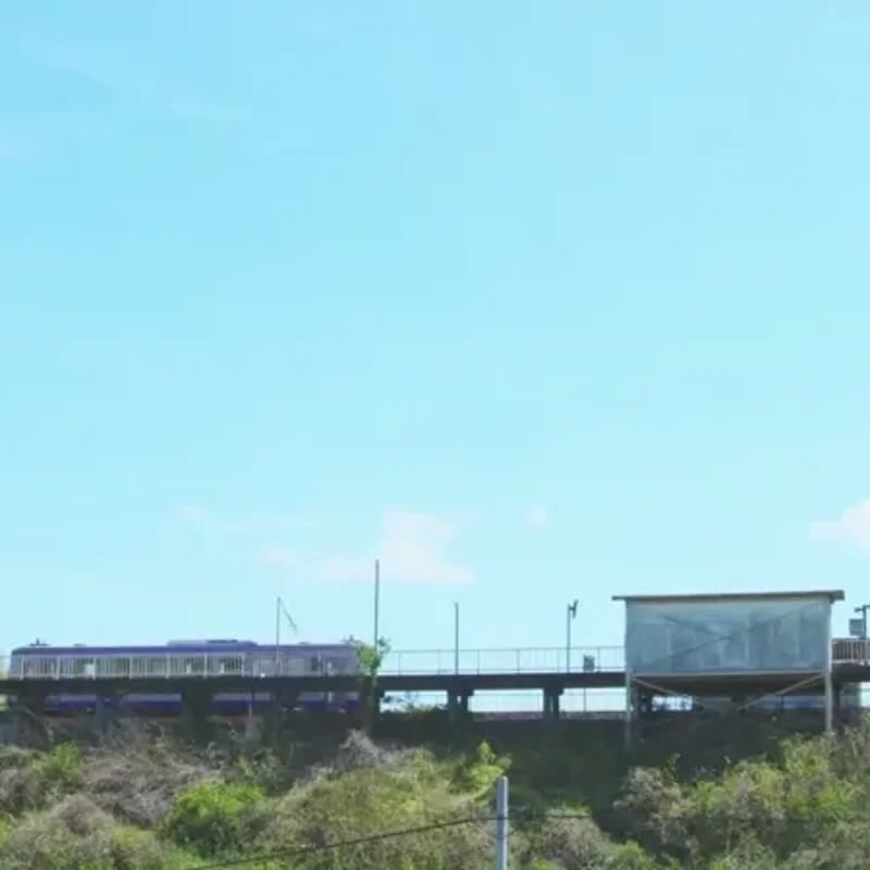 森半 京都府南山城村産 有機宇治抹茶 [20g袋入り]