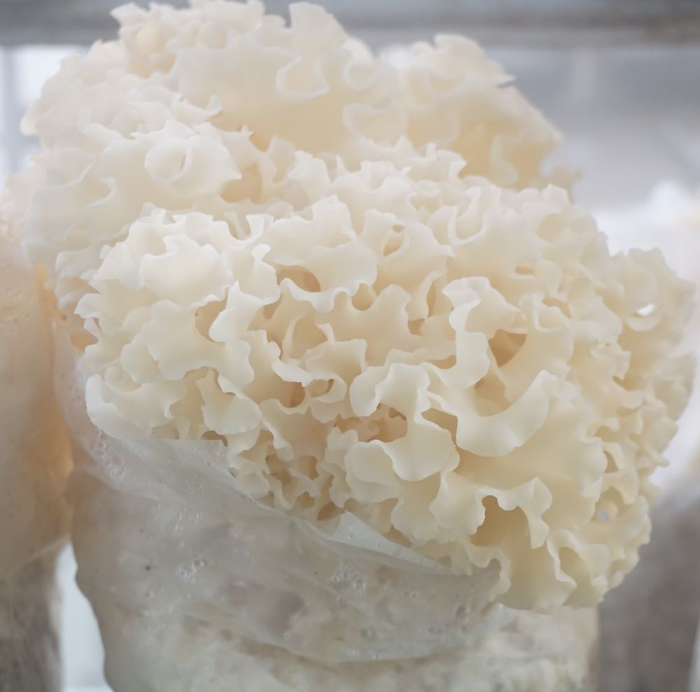 ڤᤷåȡֲ֤ۡӤס/7+(ڤ̣)ȥޥȥ1/Ͱ¤/̵