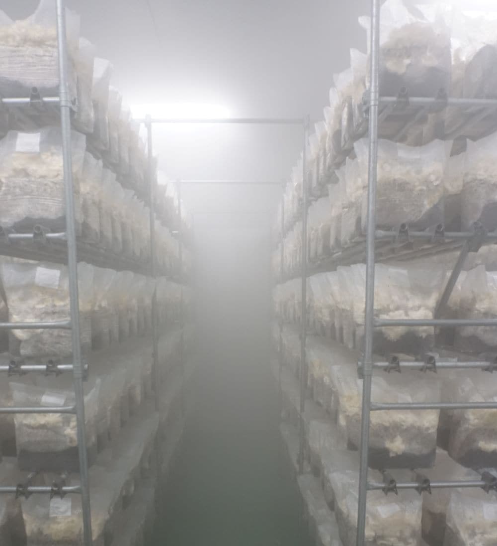 ڤᤷåȡֲ֤ۡӤס/7+(ڤ̣)ȥޥȥ1/Ͱ¤/̵